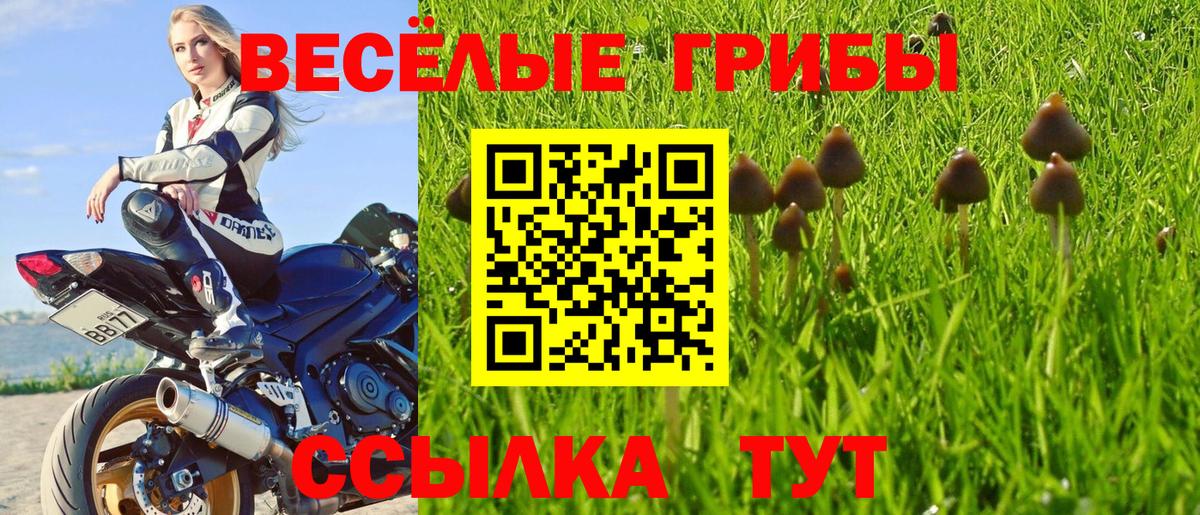 Кстово  Псилоцибиновые грибы Cubensis  Вход с VPN 
